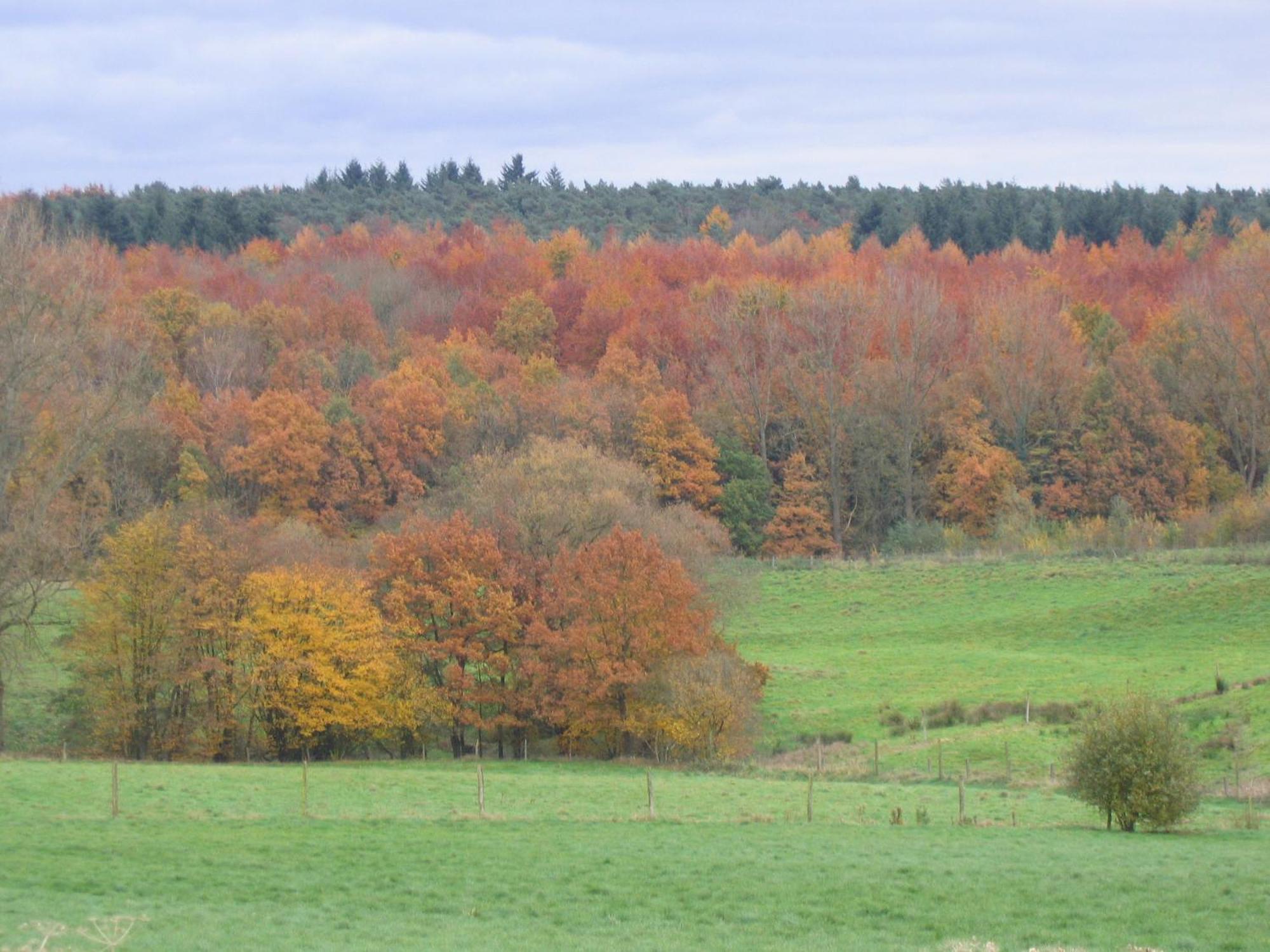 Hallerbos B&B In Bluebell Forest Halle  Zewnętrze zdjęcie