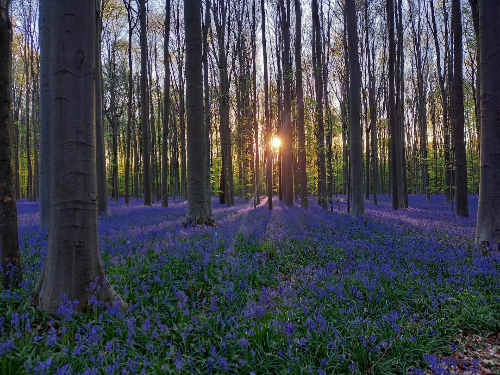 Hallerbos B&B In Bluebell Forest Halle  Zewnętrze zdjęcie